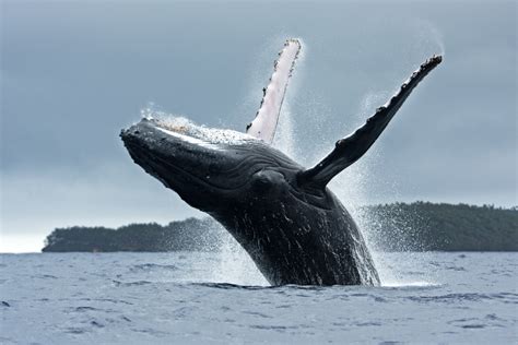 baleias jubarte - sao martinho
